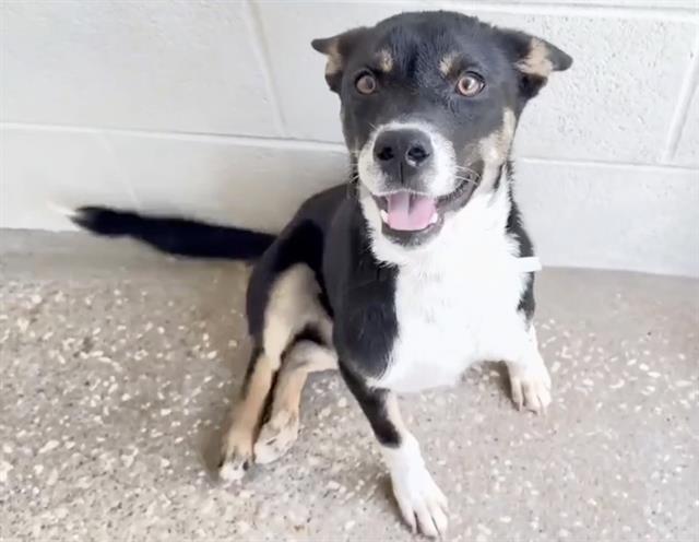 Enlarge CUTIE PIE, a Adoptable Australian Kelpie in Houston, TX image 1/1