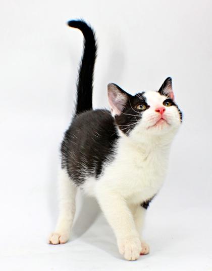 Enlarge Levi, a Adoptable mixed breed in Morton Grove, IL image 1/1