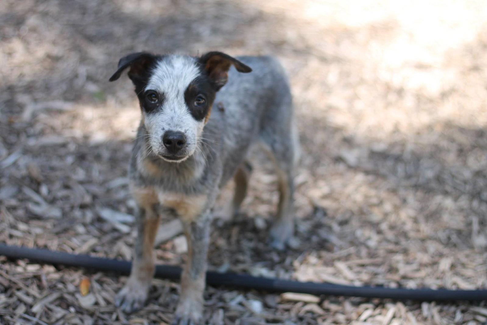 Nod, a Adopted Australian Cattle Dog / Blue Heeler in Paso Robles, CA image 1/3