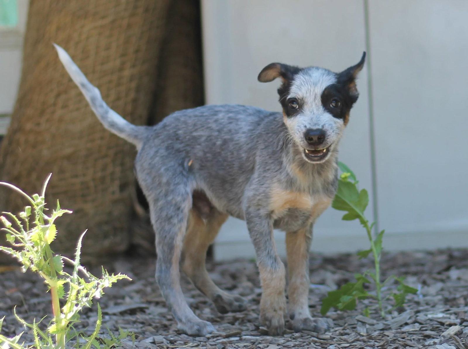 Nod, a Adopted Australian Cattle Dog / Blue Heeler in Paso Robles, CA image 2/3