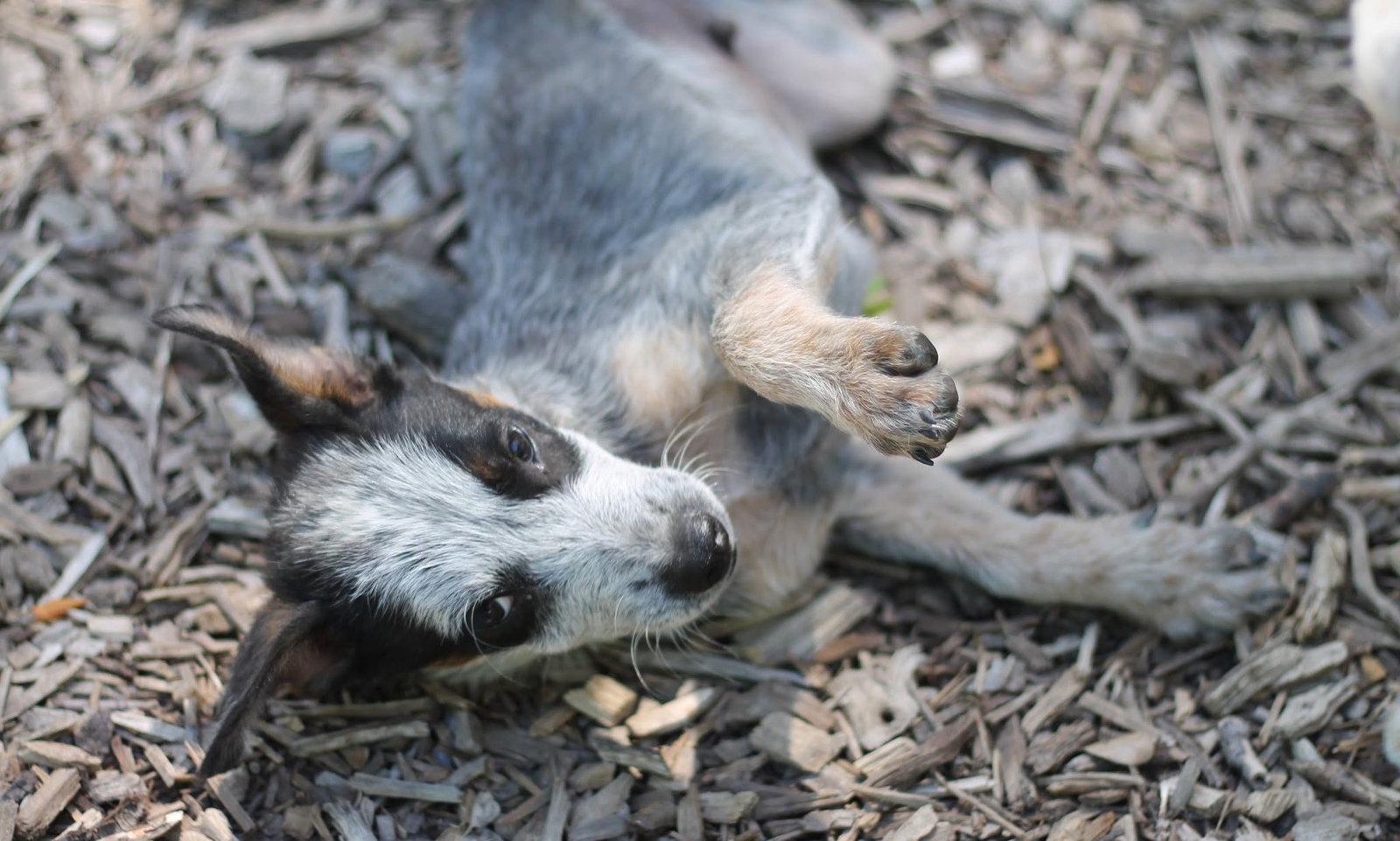 Nod, a Adopted Australian Cattle Dog / Blue Heeler in Paso Robles, CA image 3/3