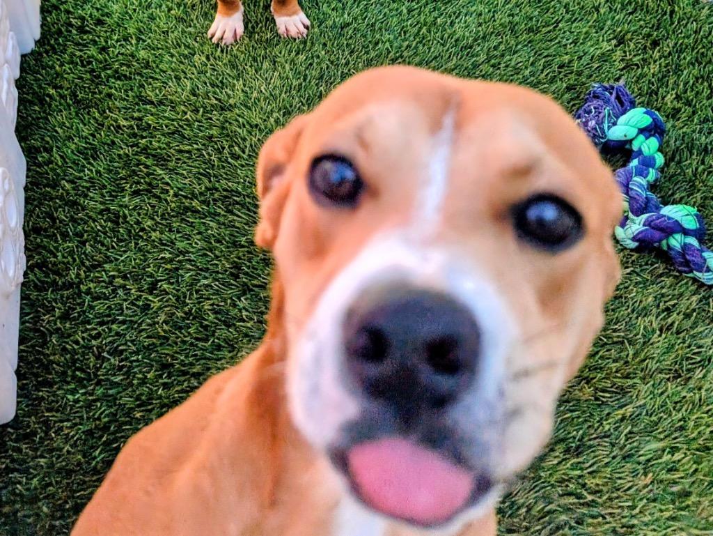 Macaroni-9 mo puppy-Good w/cats!, Adoptable, Young Male Beagle & Mixed Breed.