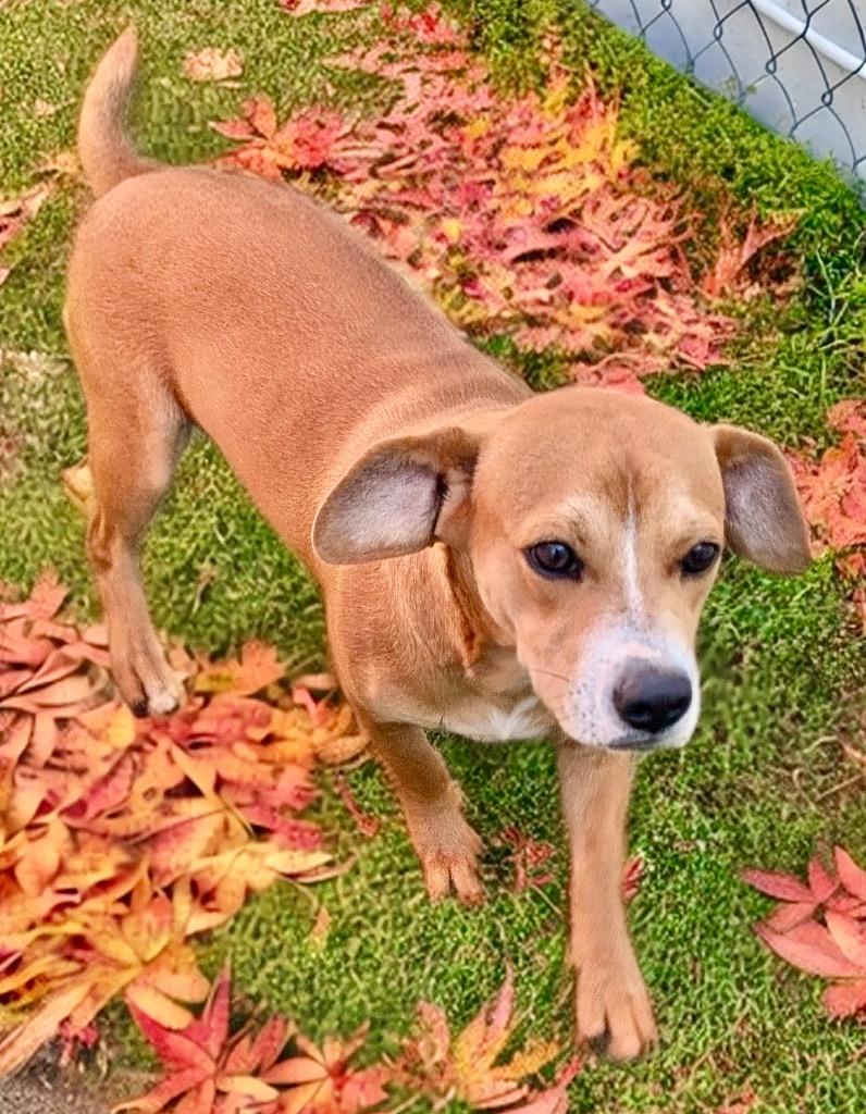 Enlarge Macaroni-9 mo puppy-Good w/cats!, a Adoptable mixed breed in Fort Myers, FL image 2/2