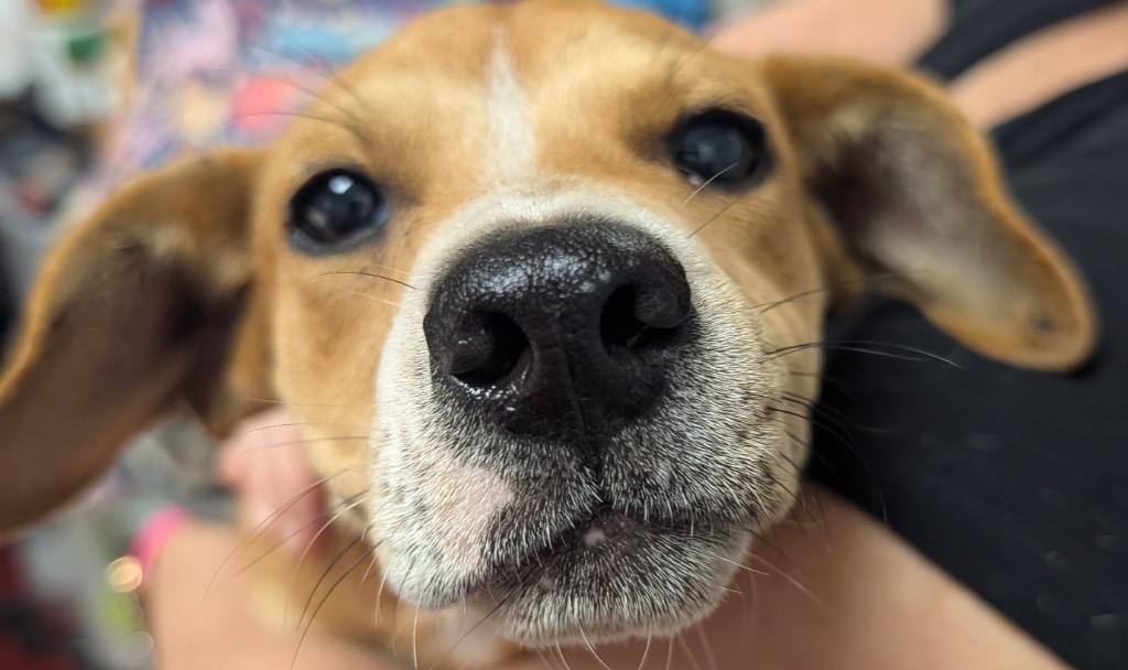 Macaroni, Adoptable, Young Male Beagle & Mixed Breed.