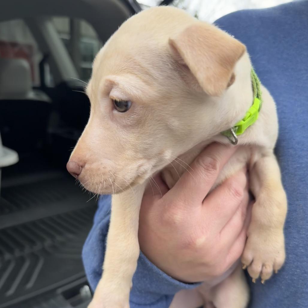 Dipsy, Adoptable, Puppy Male Mixed Breed.