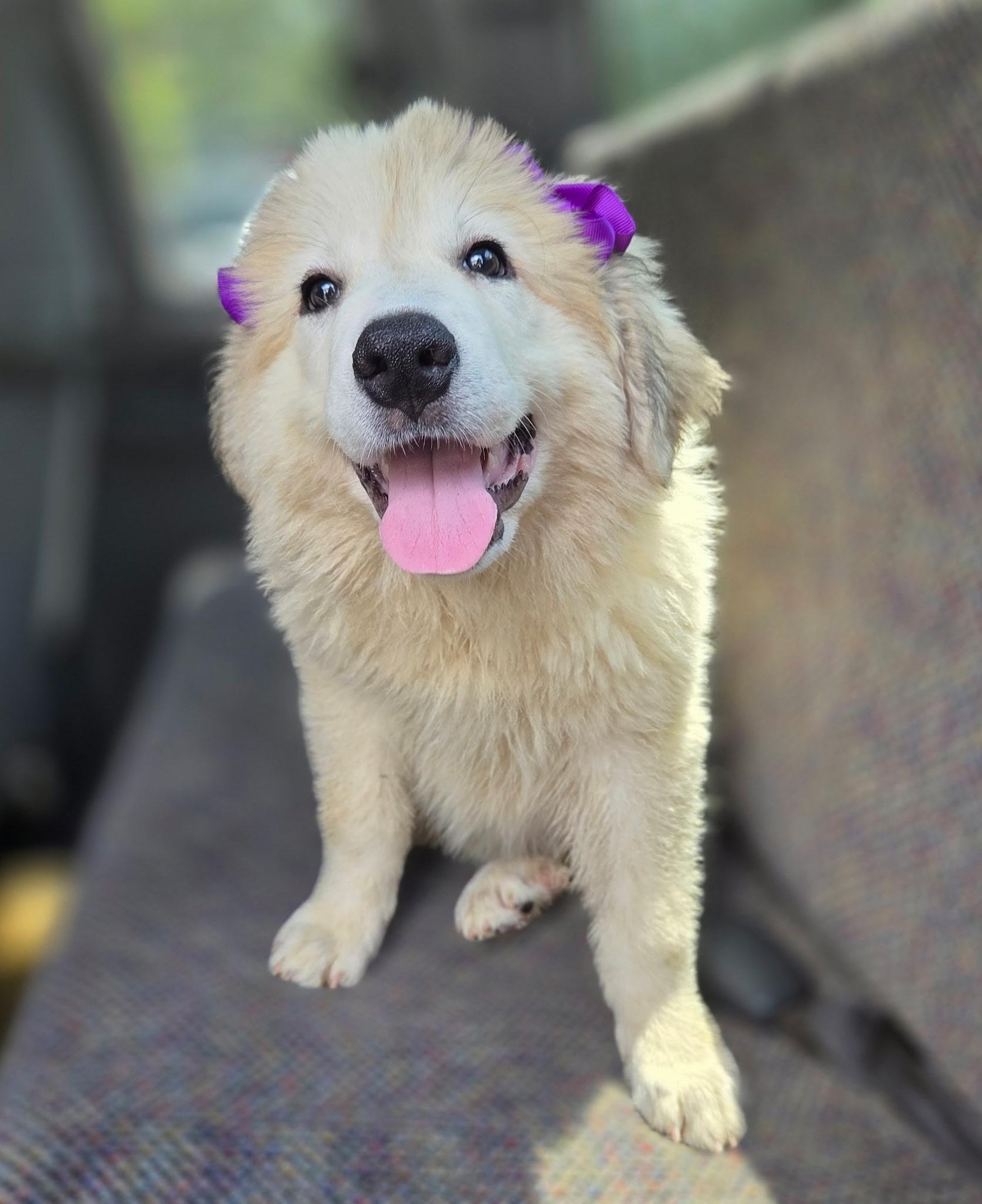 Enlarge Pearl, a Adoptable Great Pyrenees in Gilbert, SC image 2/4
