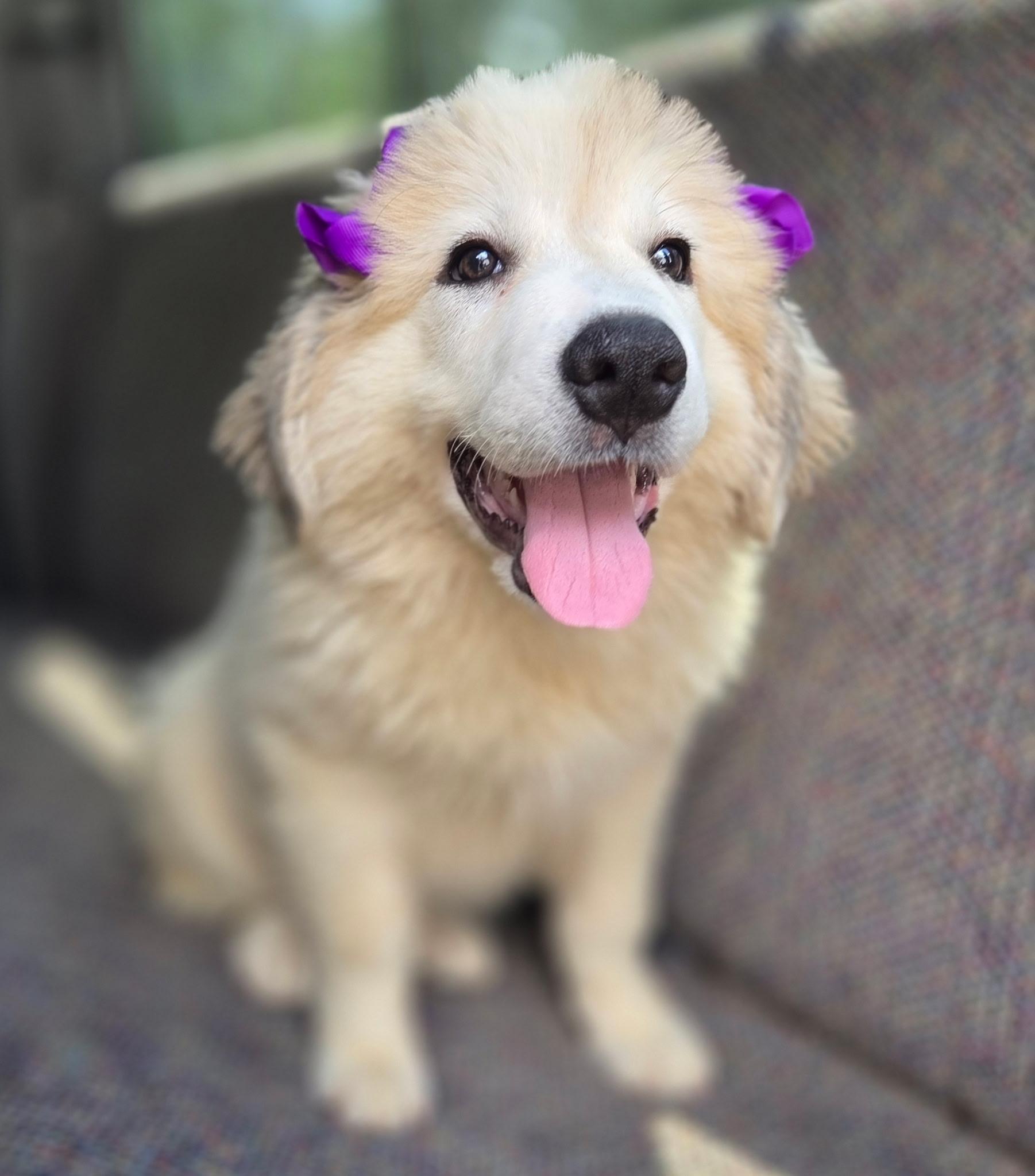 Enlarge Pearl, a Adoptable Great Pyrenees in Gilbert, SC image 4/4
