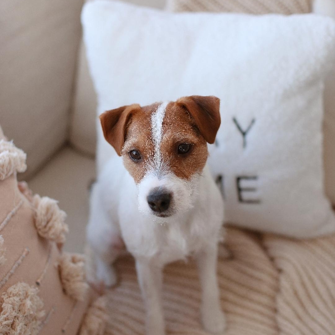 Lucy, Adoptable, Senior Female Jack Russell Terrier.