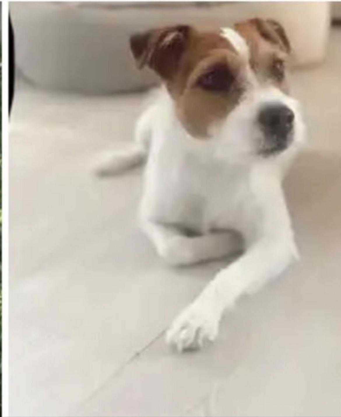 Lucy, a Adoptable Jack Russell Terrier in Toronto, ON image 5/6