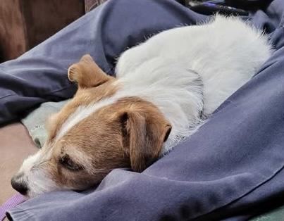Lucy, a Adoptable Jack Russell Terrier in Toronto, ON image 6/6