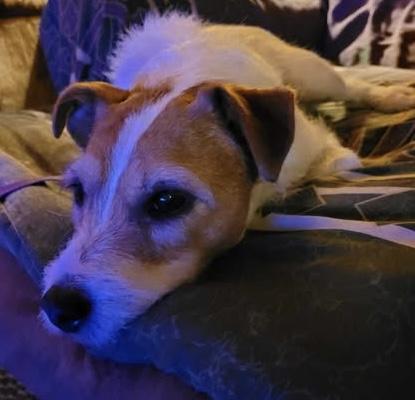 Lucy, a Adoptable Jack Russell Terrier in Toronto, ON image 4/6