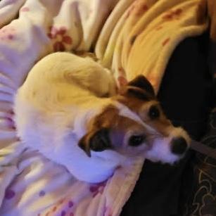 Lucy, a Adoptable Jack Russell Terrier in Toronto, ON image 3/6