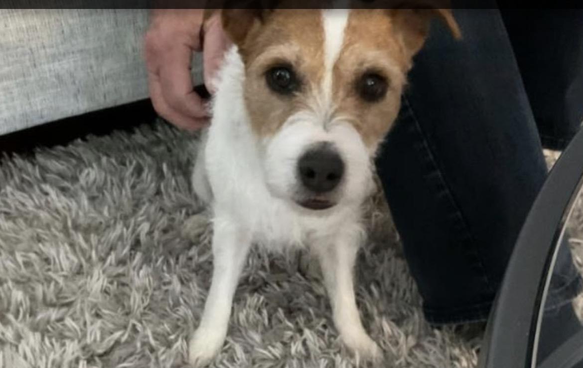 Lucy, a Adoptable Jack Russell Terrier in Toronto, ON image 2/6