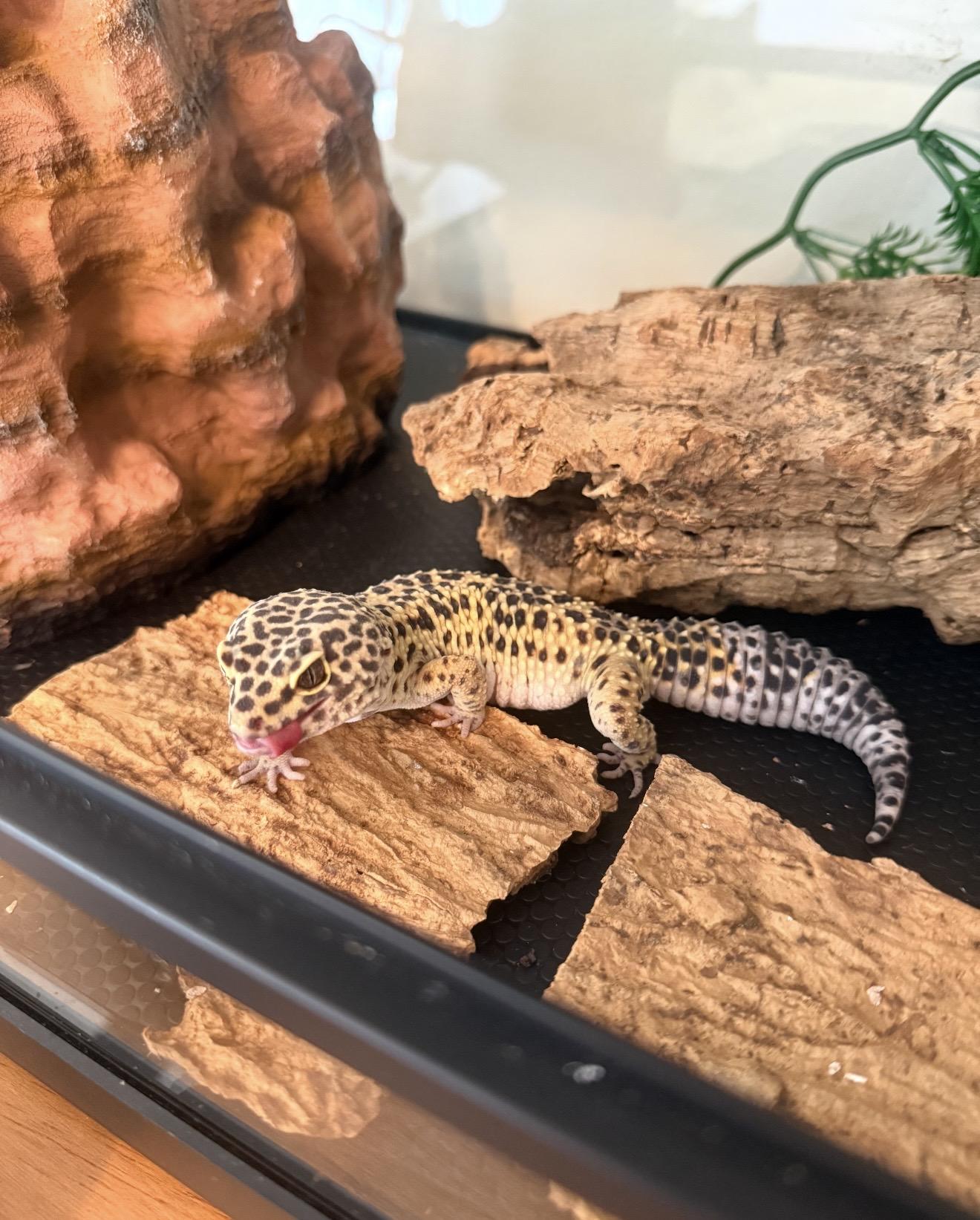 Enlarge Ashely, a Adoptable Gecko in JACKSON, NJ image 2/3