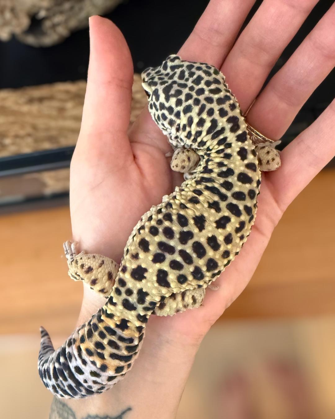 Enlarge Ashely, a Adoptable Gecko in JACKSON, NJ image 3/3