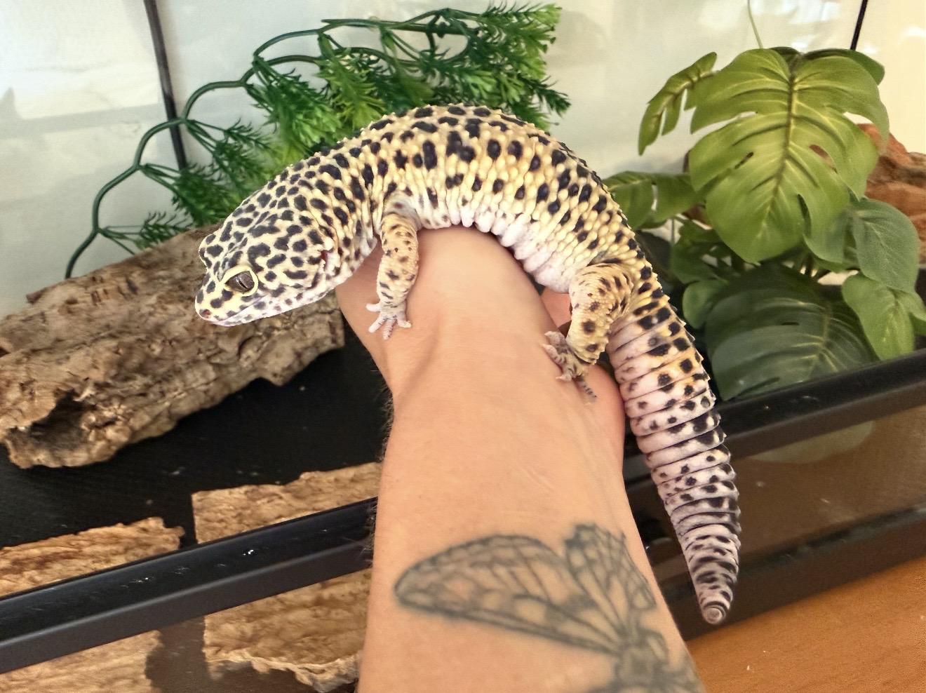 Ashely, Adoptable, Adult Female Gecko.