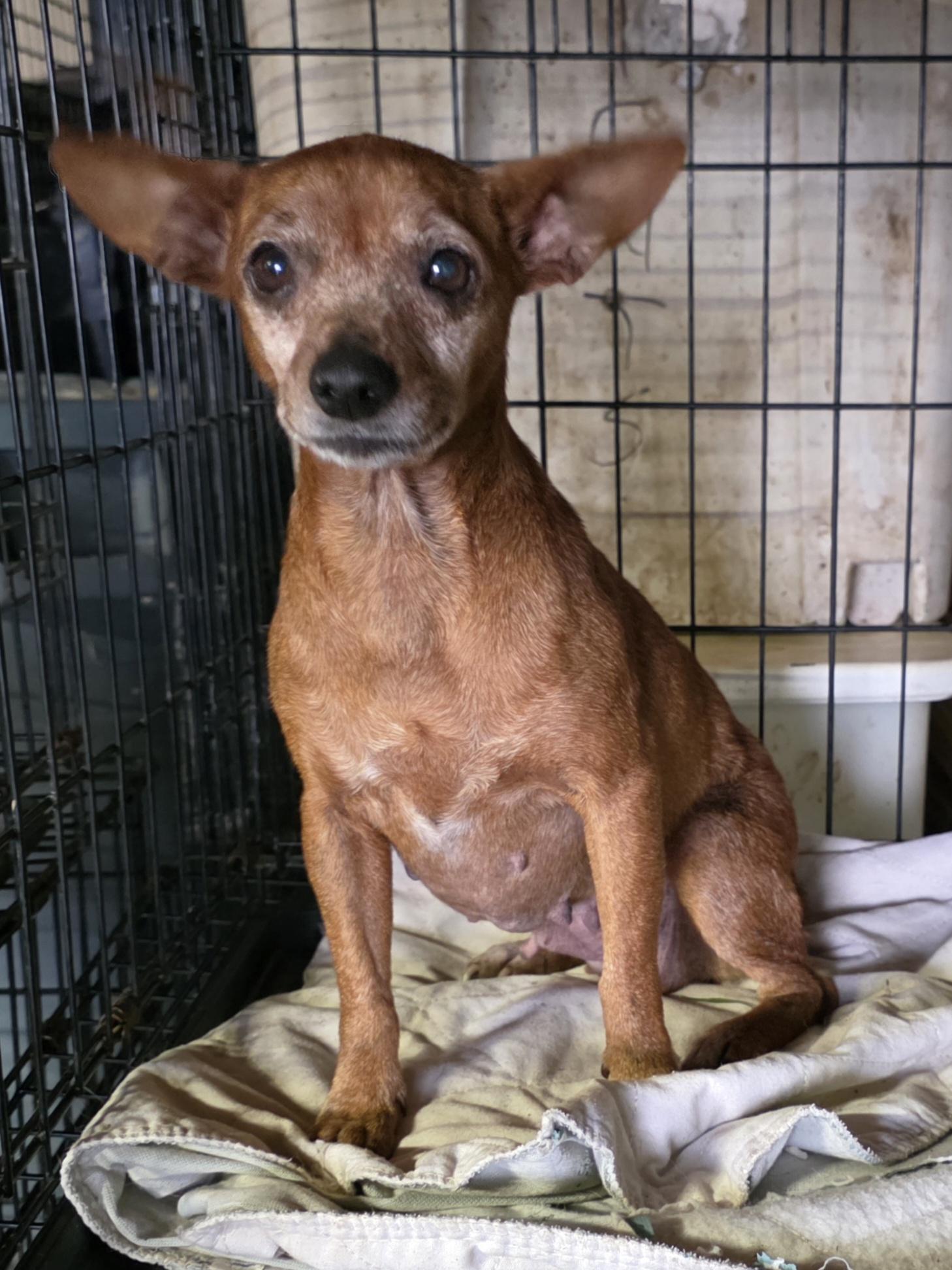 Pumpkin, Adoptable, Adult Female Miniature Pinscher.