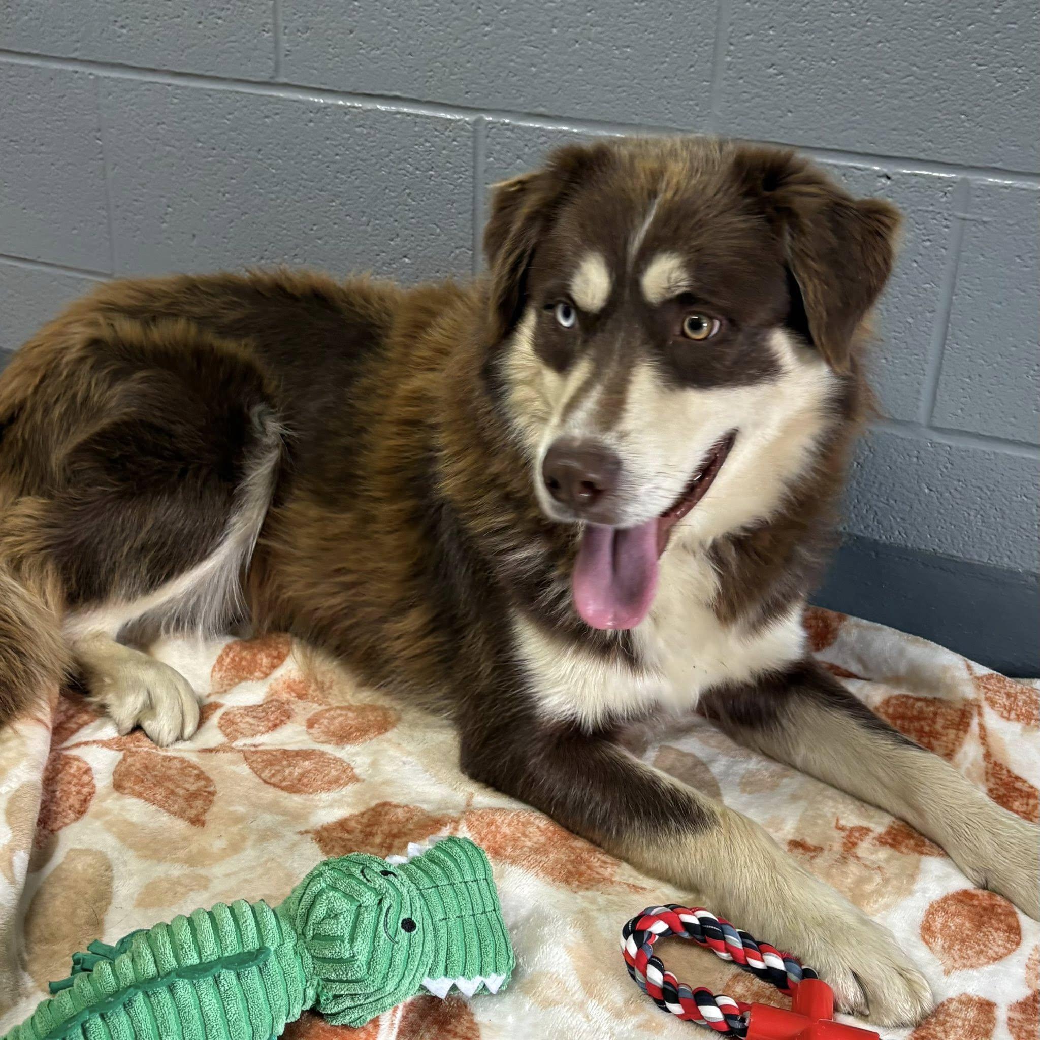 Enlarge BEAU, an adopted mixed breed in Cadiz, OH image 2/3