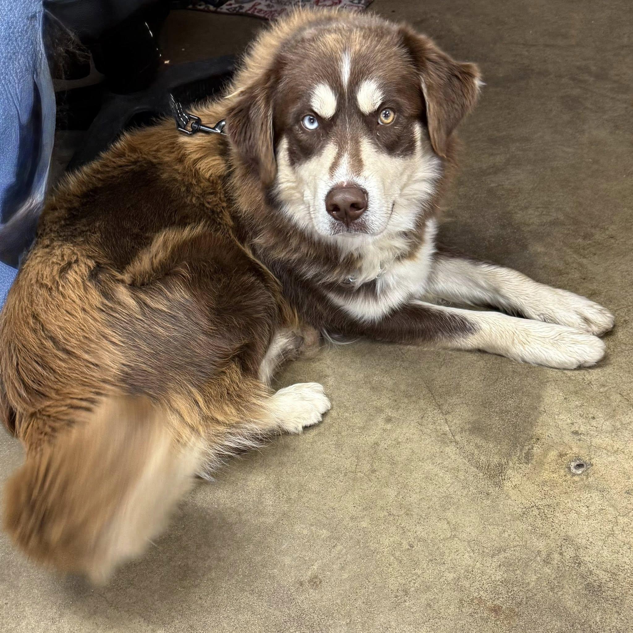 Enlarge BEAU, an adopted mixed breed in Cadiz, OH image 3/3