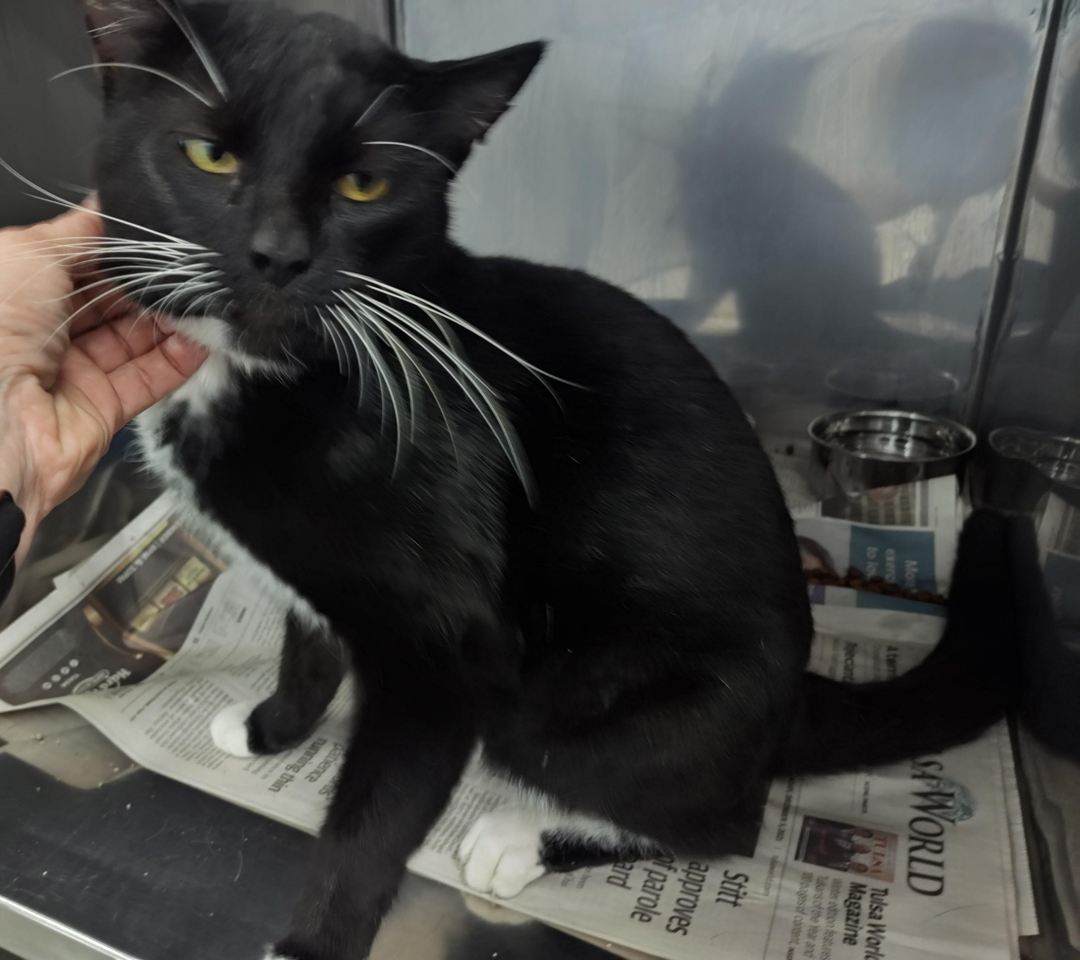 OZZY, Adopted, Adult Male Tuxedo.