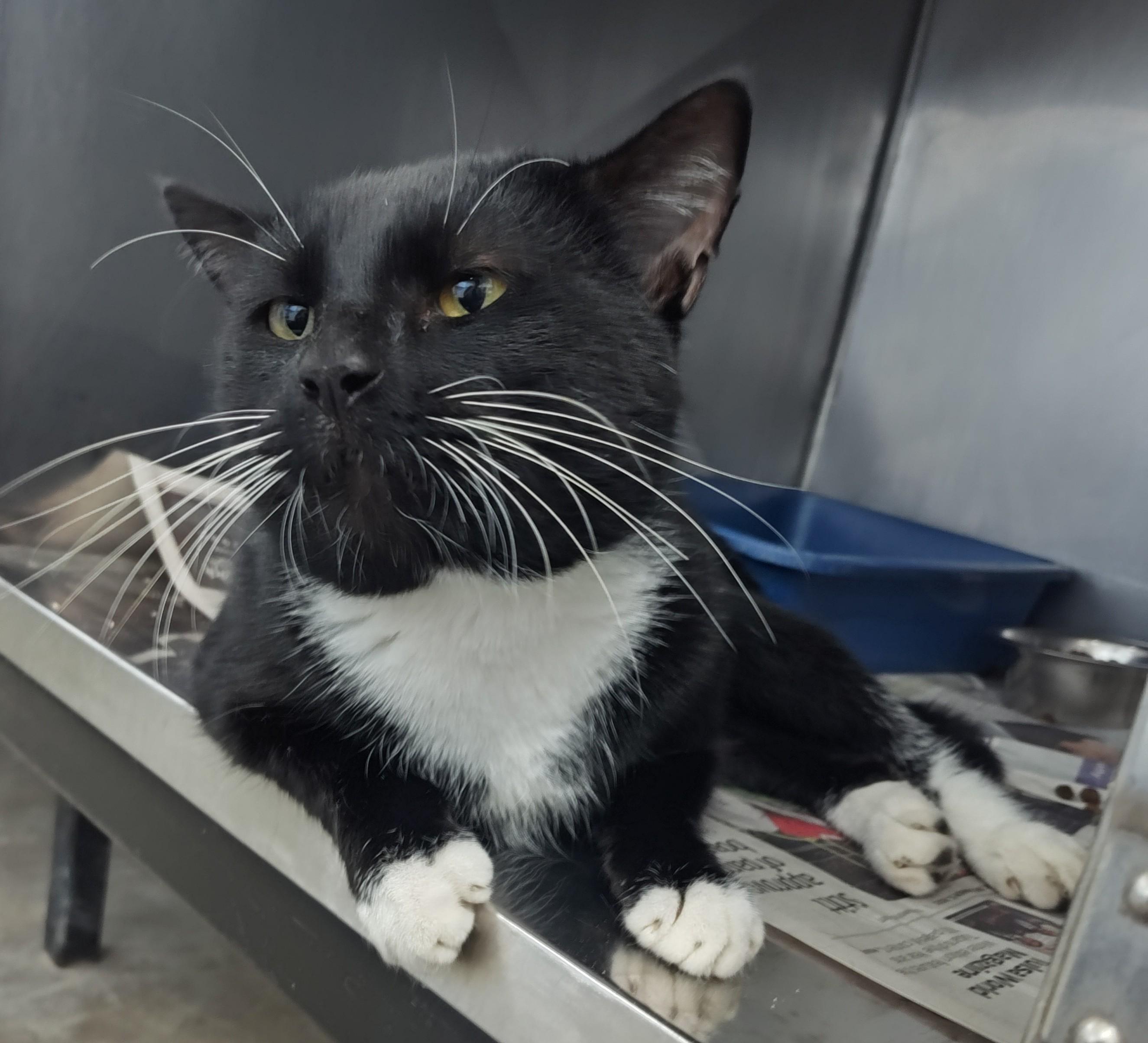Enlarge OZZY, a Adopted Tuxedo in Claremore, OK image 2/2