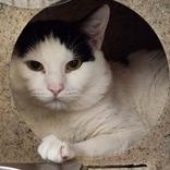 Enlarge Tater Tot , an adopted Domestic Short Hair in Lansing, MI image 3/3