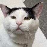 Tater Tot , adopted, Adult Male Domestic Short Hair.