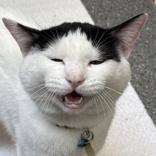 Enlarge Tater Tot , an adopted Domestic Short Hair in Lansing, MI image 2/3