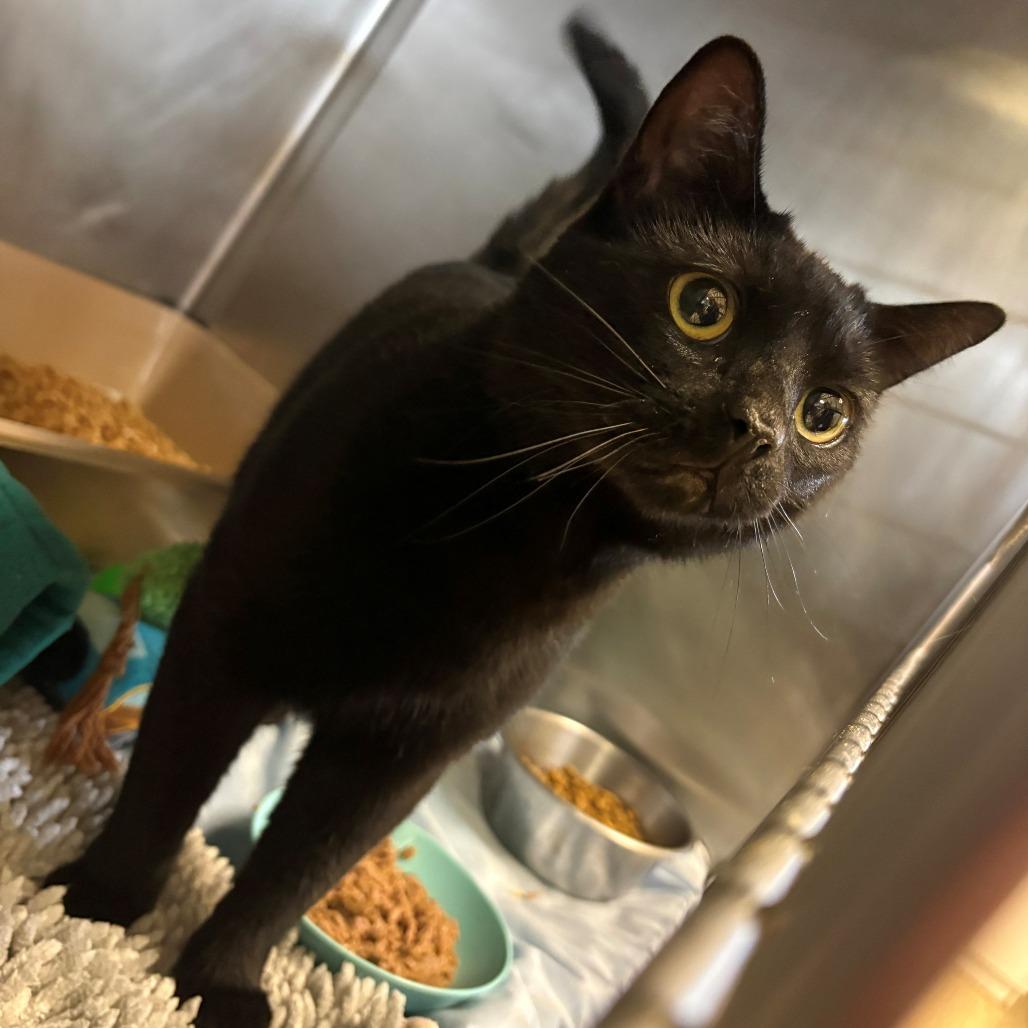 Melon, Adoptable, Adult Female Domestic Short Hair.