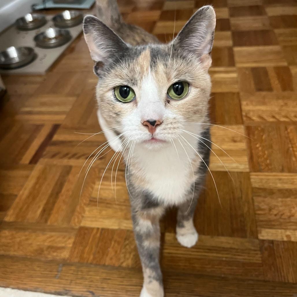 Enlarge Mabel, a Adoptable Domestic Short Hair in Belleville, IL image 1/2