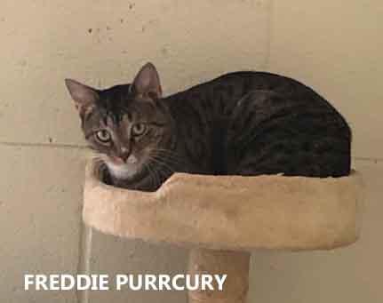 Enlarge Freddie Purrcury, a Adoptable Domestic Short Hair in Washington, GA image 1/1