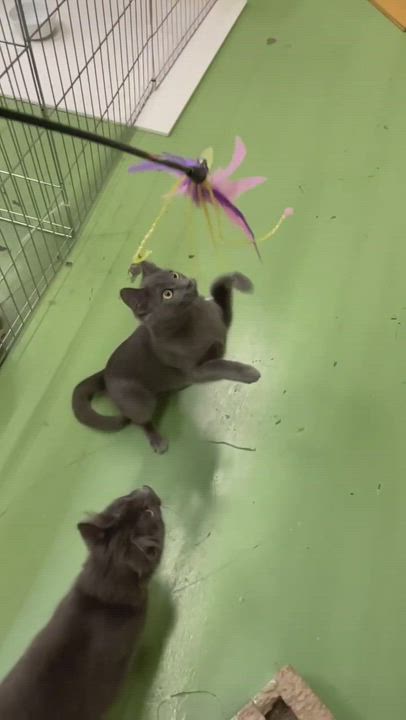 Enlarge Poseidon , a Adopted Russian Blue in San Diego, CA video 3/5