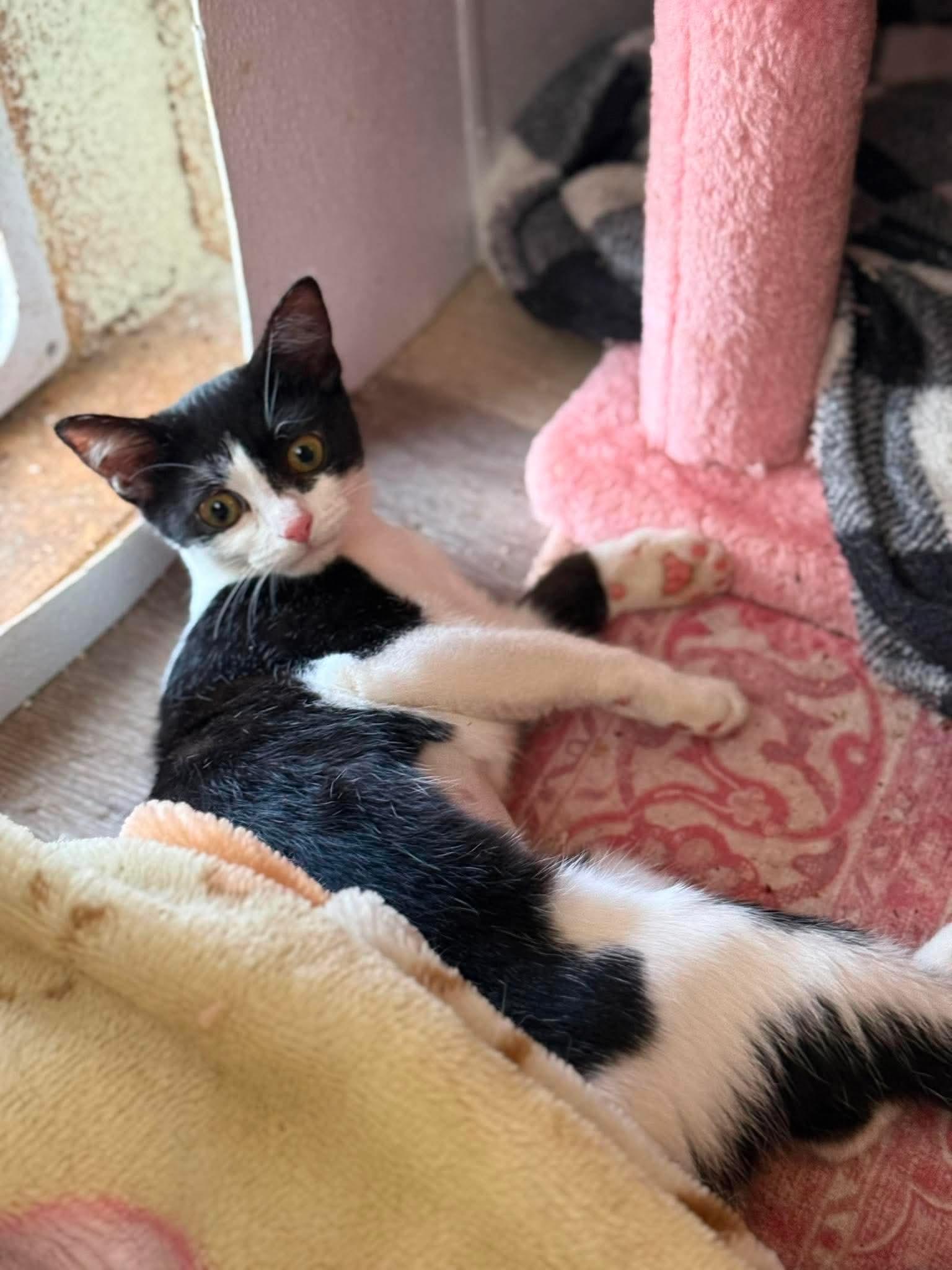 Babe, ADOPTABLE, Kitten Female Domestic Short Hair.