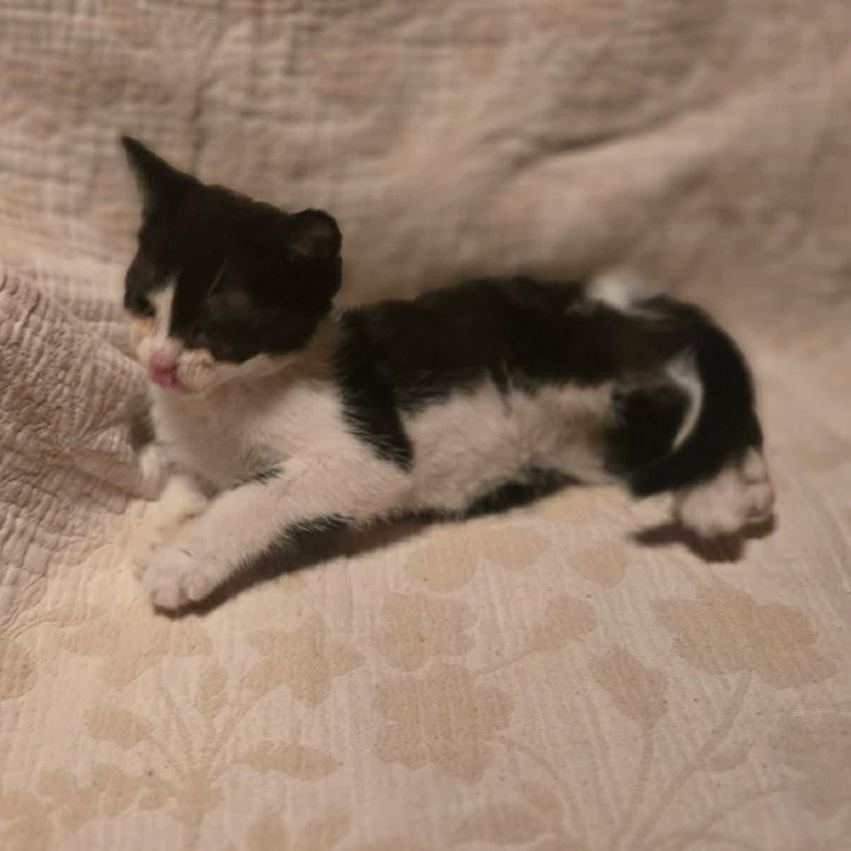 Enlarge Babe, a ADOPTABLE Domestic Short Hair in Aberdeen, NC image 3/3