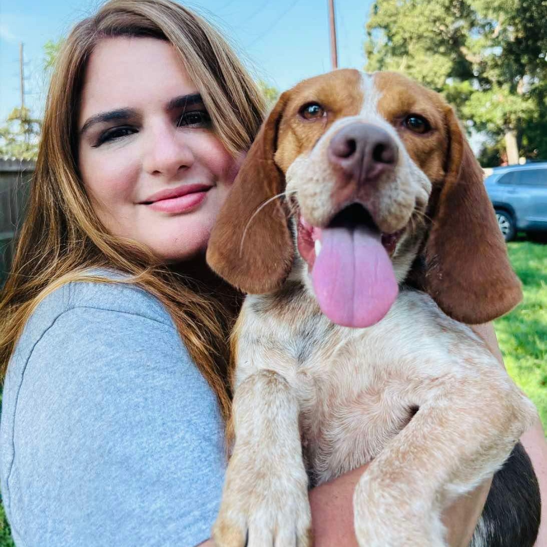 Dog for adoption Flint, a Beagle in Lunenburg , MA Petfinder