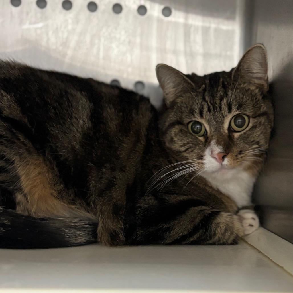 Enlarge Molly, a Adoptable Domestic Short Hair in Taos, NM image 1/1