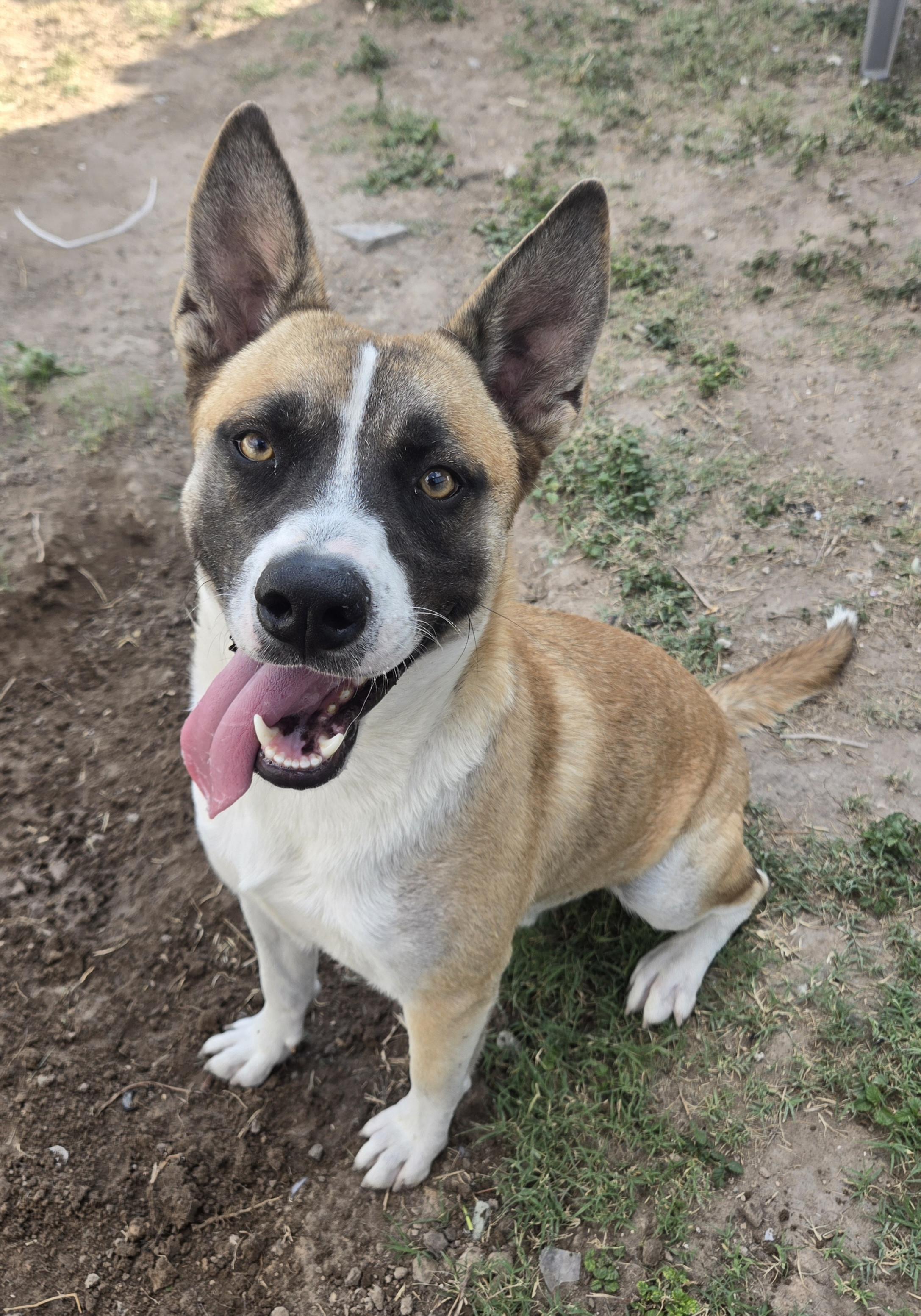 General, a Adoptable mixed breed in Bordertown, NJ image 2/2