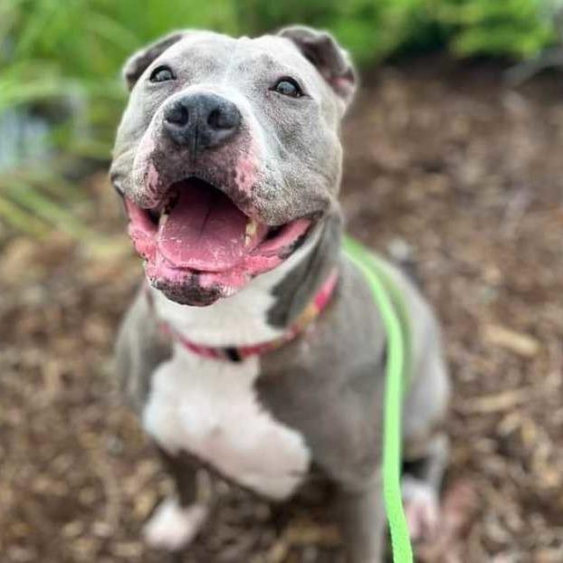 Enlarge Tuna, a Adoptable Pit Bull Terrier in Wichita, KS image 1/1