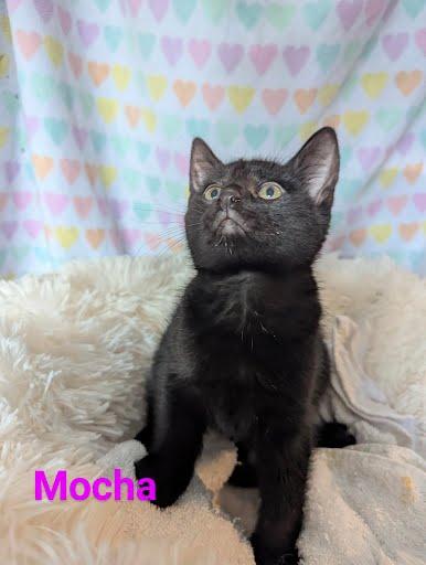 Enlarge Mocha, a Adoptable Domestic Short Hair in Oxford, PA image 3/5