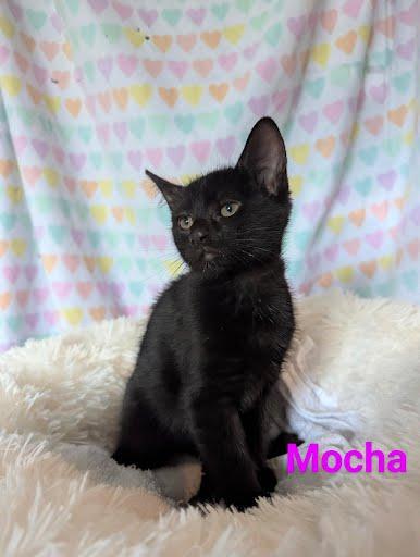 Enlarge Mocha, a Adoptable Domestic Short Hair in Oxford, PA image 4/5
