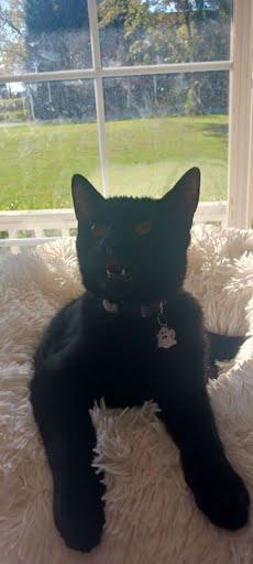 Mocha, Adoptable, Kitten Female Domestic Short Hair.