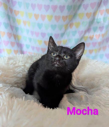 Mocha photo 2