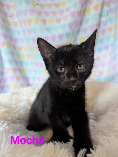 Enlarge Mocha, a Adoptable Domestic Short Hair in Oxford, PA image 5/5