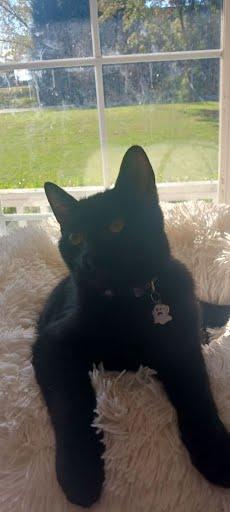 Enlarge Mocha, a Adoptable Domestic Short Hair in Oxford, PA image 2/5