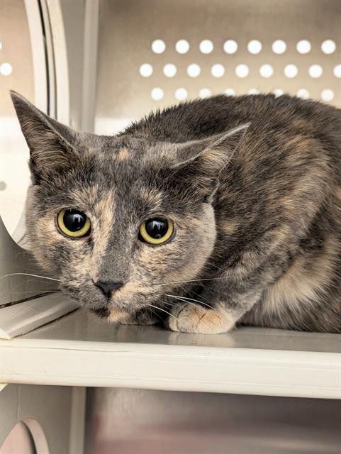 ASH, Adoptable, Young Female Domestic Short Hair.