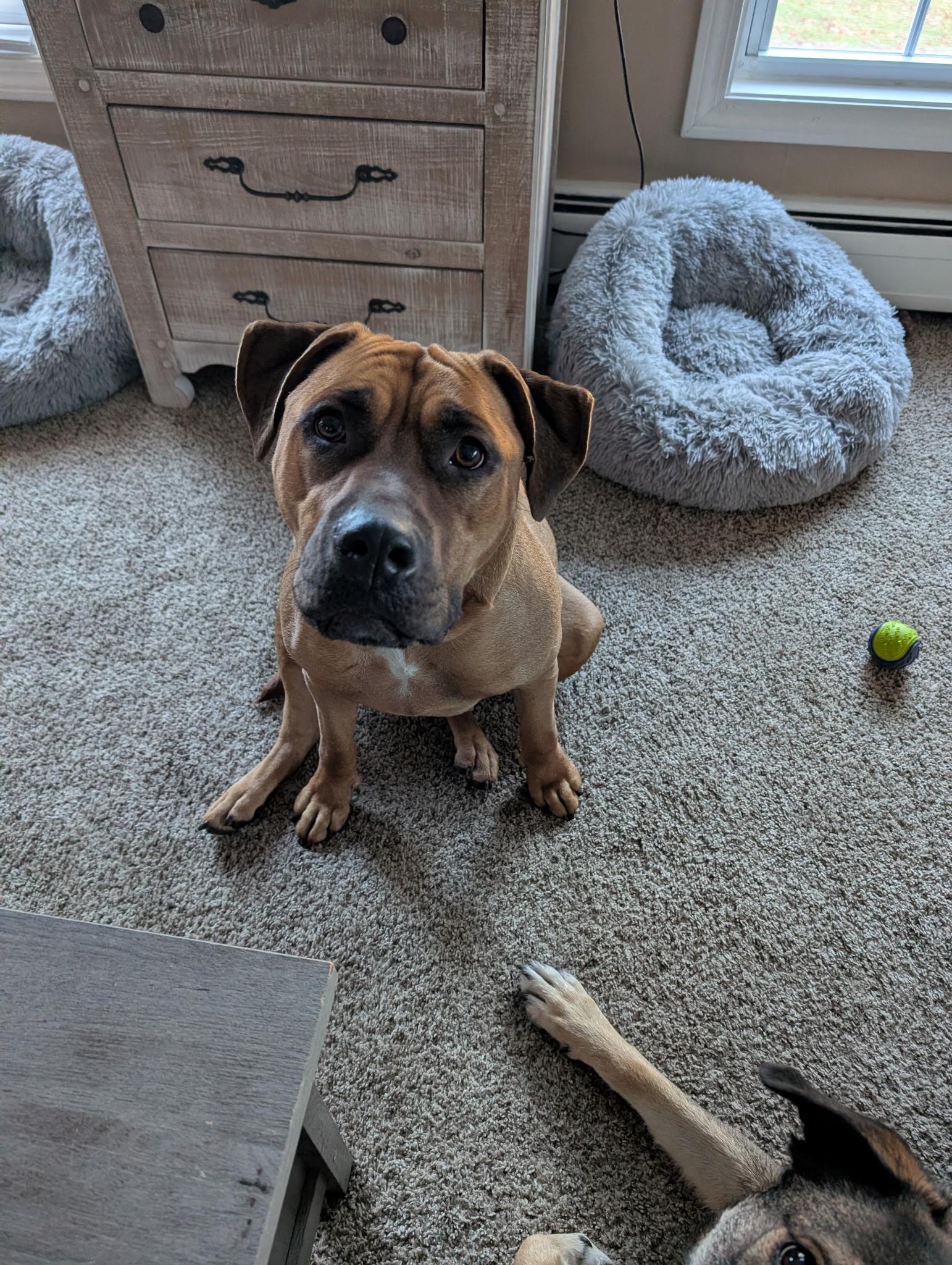 Sandy, Adopted, Young Female Mastiff.