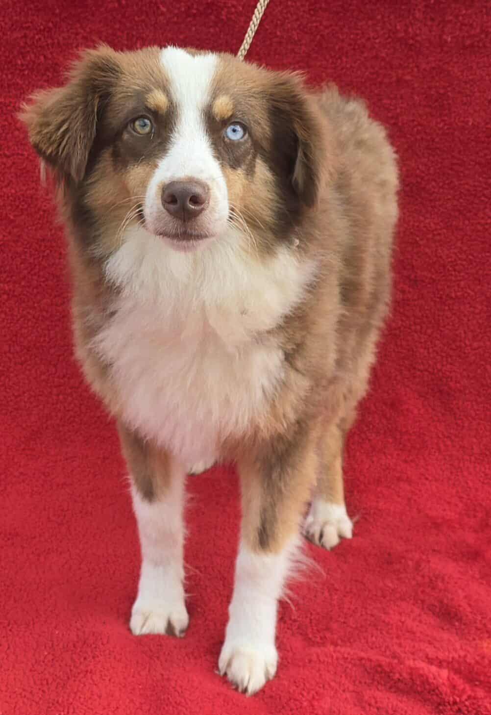 Peony Australian Shepherd Dog