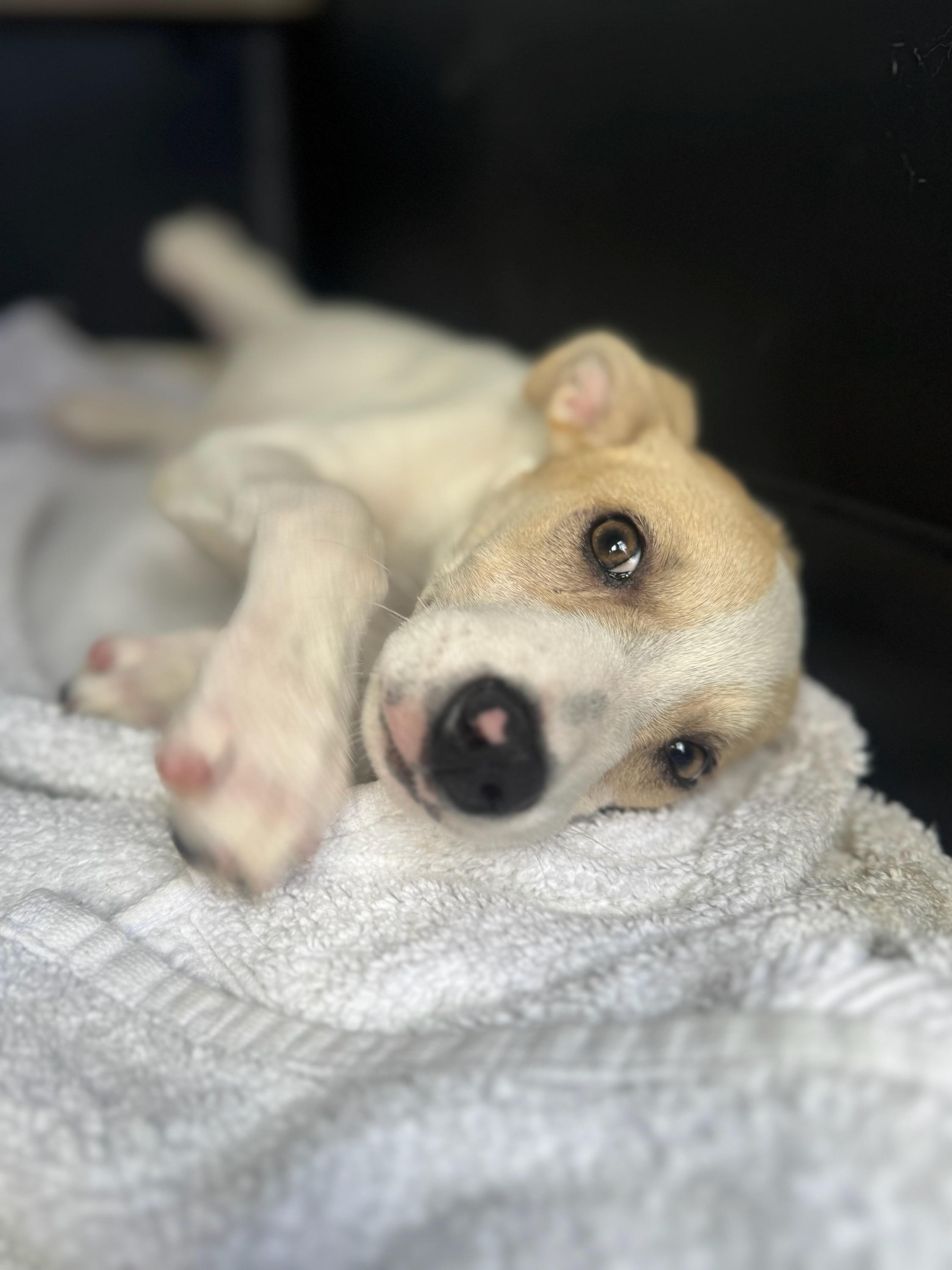 Holly, adopted, Puppy Female Labrador Retriever & Terrier.