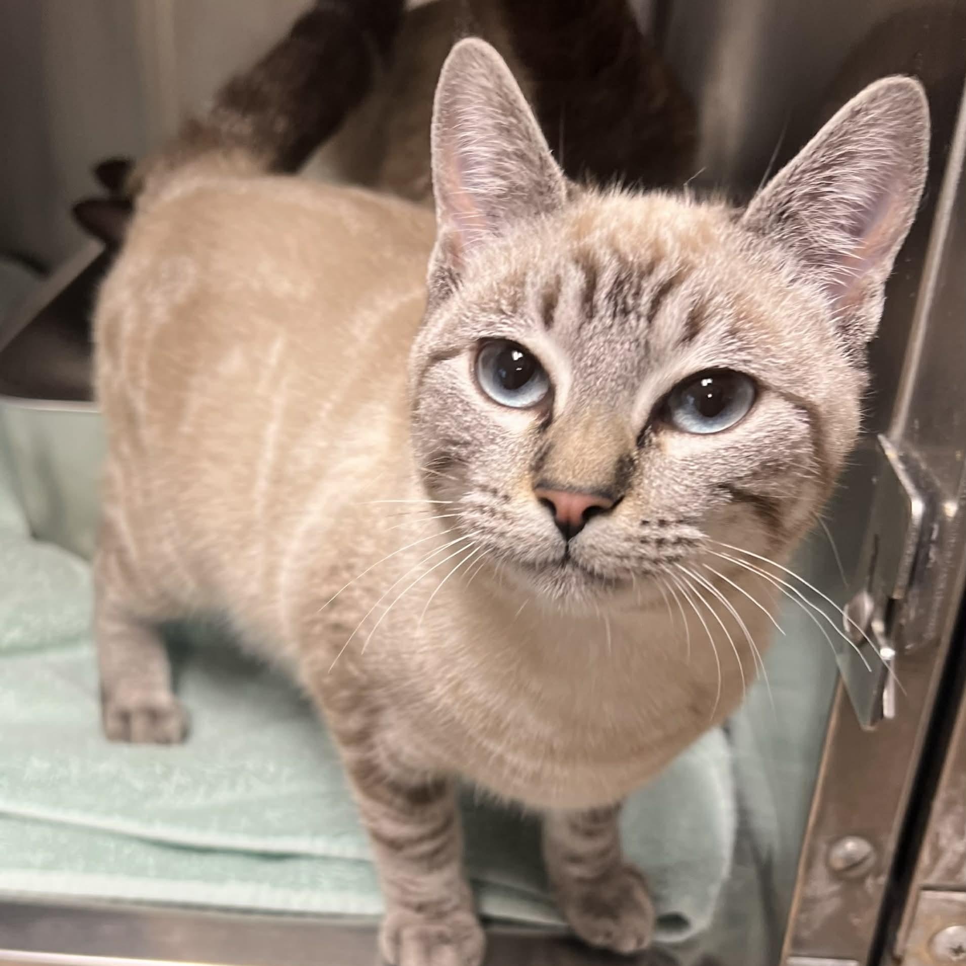 Enlarge Nakiah, an adopted mixed breed in Antioch, CA image 1/1