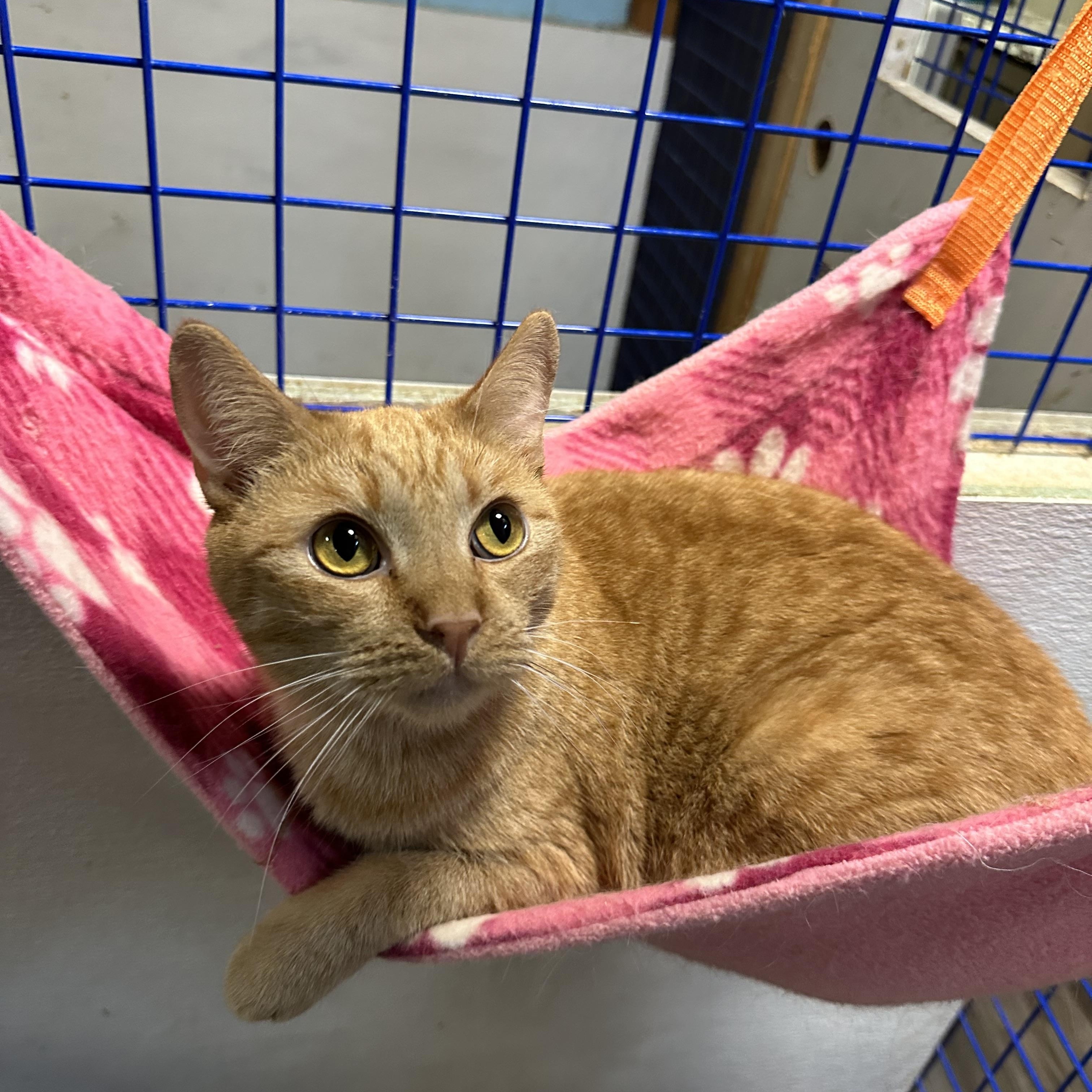 Rufus, Baby Male Tabby